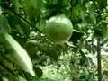videos de Passion Fruit Garden Vine Seed Delicious Beautiful Flowers
