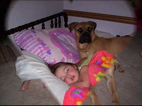 bullmastiff
