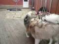 videos de Lupo Yoda and Binks