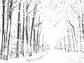 Auto Draw 2: Allegheny National Forest Auto Draw 2: Allegheny National Forest