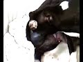 Staffie giving birth