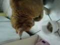 videos de Kot