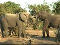 Parc National Chobe Botswana (AA-7)