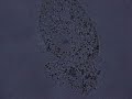 Paramecium spec.