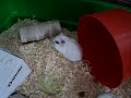 Linda- hamsteri