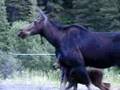 Moose - Mother and Young - 6709 Hits