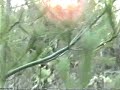 SCIENTISTS  SAY \"SHOCKING SASQUATCH VIDEO IS REAL \".