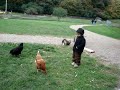 Aryan at Shelburne Farm