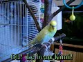 talking budgie perruche qui parle