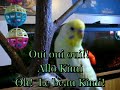 talking budgie perruche qui parle