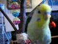 talking budgie perruche qui parle