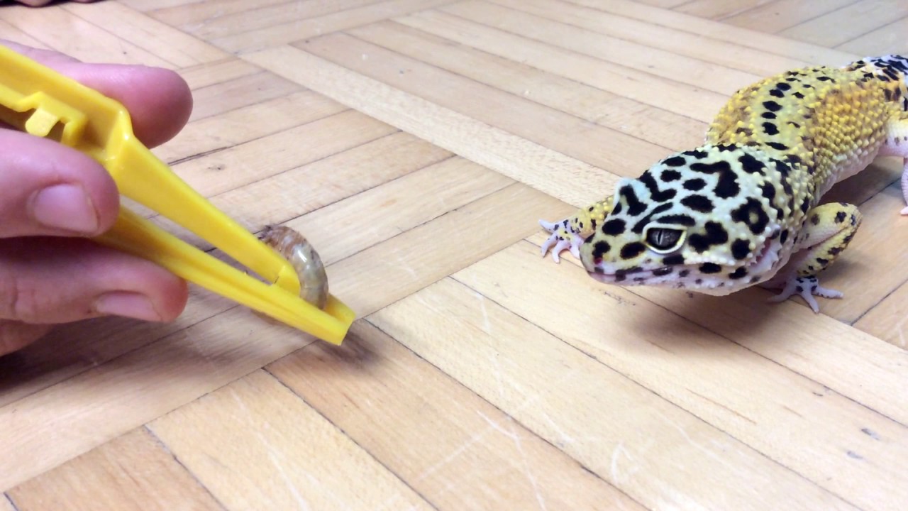 How to Feed Your Leopard Gecko Crickets, Mealworms & More