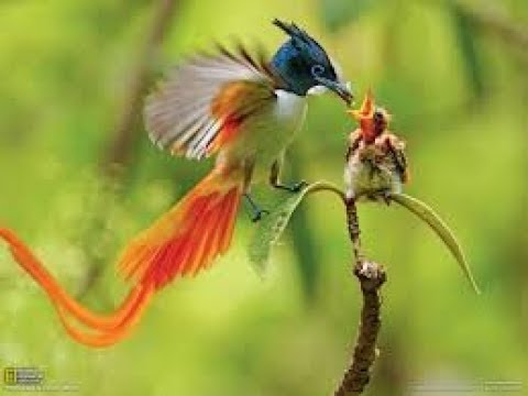 NATGEO WILD - WILD ASIA - Secret Asia - Documentary HD