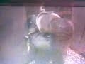 Elderly Women Mugged