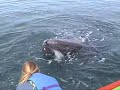 Playing with Gray whales