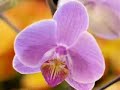 Fanoose Meshki.......... ( Persian Poetry) Fanoose Meshki.......... ( Persian Poetry)