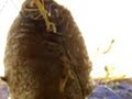 Praying Mantis Hatching