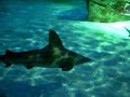 requins