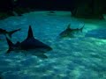 requins
