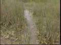 Everglades National Park Swamp tour