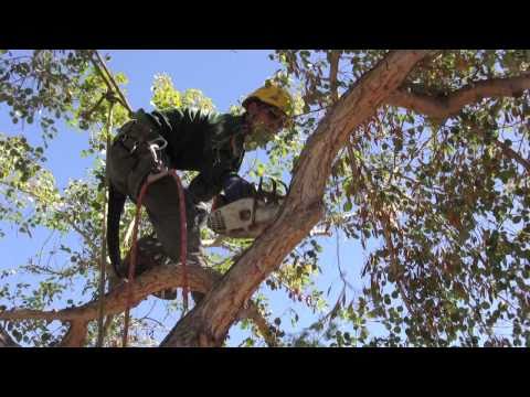 how to net a tree