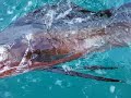 Fort Lauderdale Sailfish