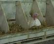 The Turkey Industry - Part 2