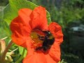 Bombus ruderatus @ Sheepdrove, Berkshire, UK