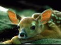 six chansons -- paul hindemith, poes�a de rainer maria rilke
- la biche
- un cygne
- puisque tout passe
- printemps
- en hiver
- verger