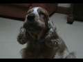 Cocker Spaniel does some tricks Cocker Spaniel