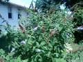 7/25/2008 Lindas Butterfly Bush !   890