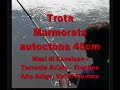 TROTA MARMORATA IN AVISIO 45CM CATTURA E RILASCIO