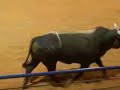 Rodeo Bull Riding Rodeo Bull Riding
