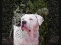 Dogue  Argentin
