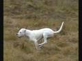 Dogue Argentin