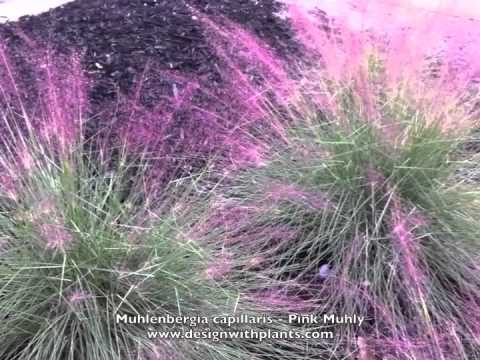 how to transplant purple fountain grass