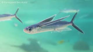 「トビウオ」の展示開始02