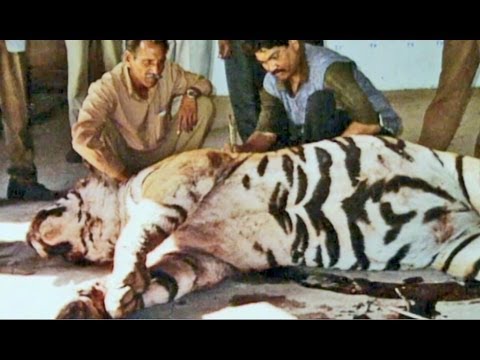 wildlife - Dressing up the latest fashion, taste exotic foods, walking for fitness, swimming or floating in the water ... are not human exclusive actions. The animal wo...