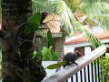 Marmosets tempted by banana discs Marmosets tempted by banana discs
