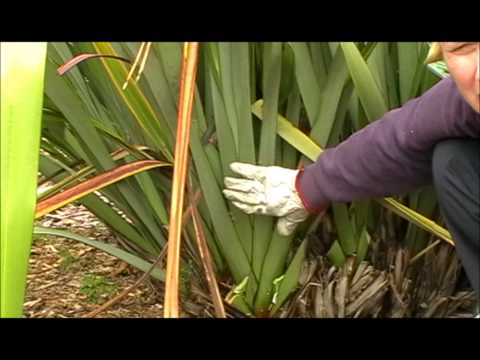 how to harvest flax