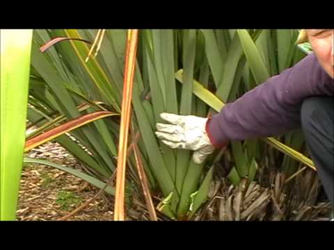 how to transplant phormium