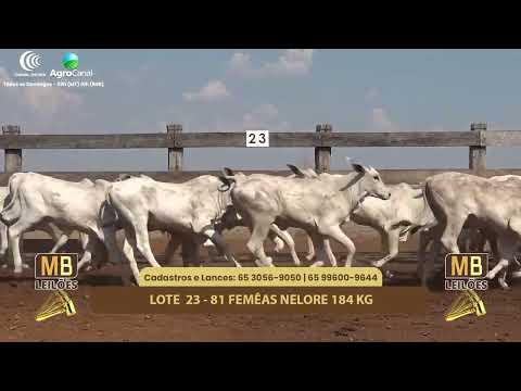 515� LEIL�O VIRTUAL MB LEIL�ES