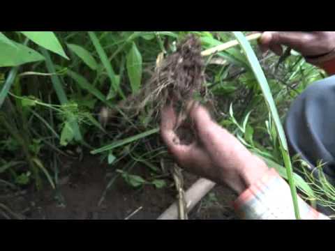 how to harvest globe artichokes