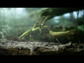 Volkswagen Commercial: Black Beetle