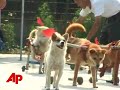woman shelters animals injured in china quake