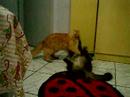 Deita e rola 3/4