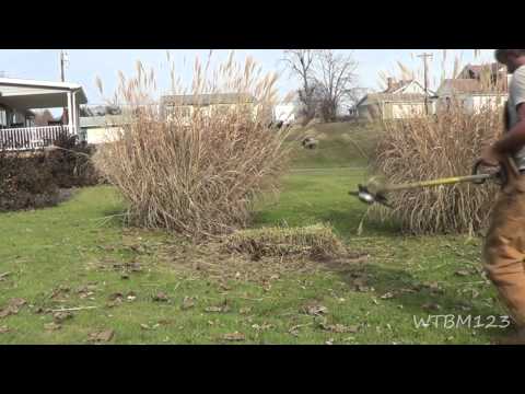 how to trim grass plants