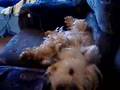Affenpinscher video
