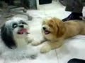 Amor de perros