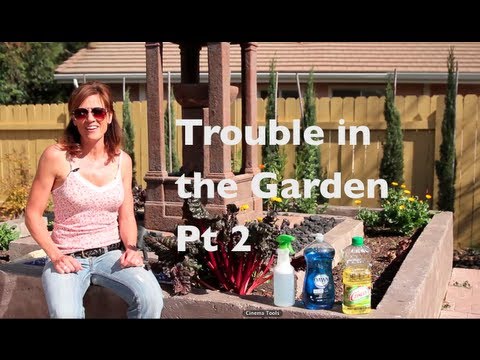 Trouble in the Garden Pt 2-DIY Black Bug spray